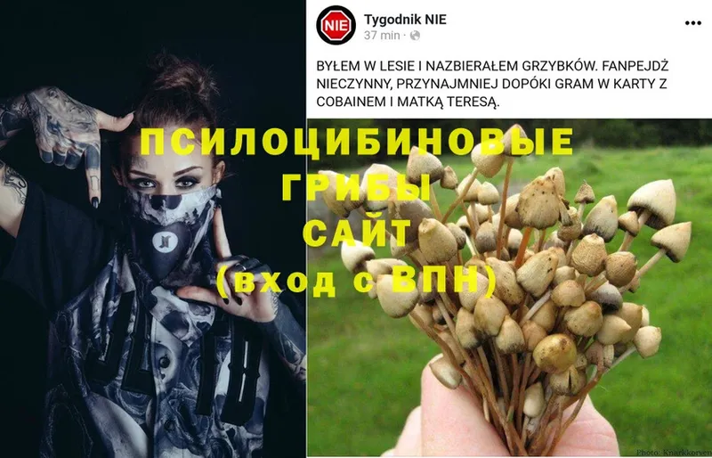 Псилоцибиновые грибы Psilocybine cubensis  как найти закладки  Ржев 